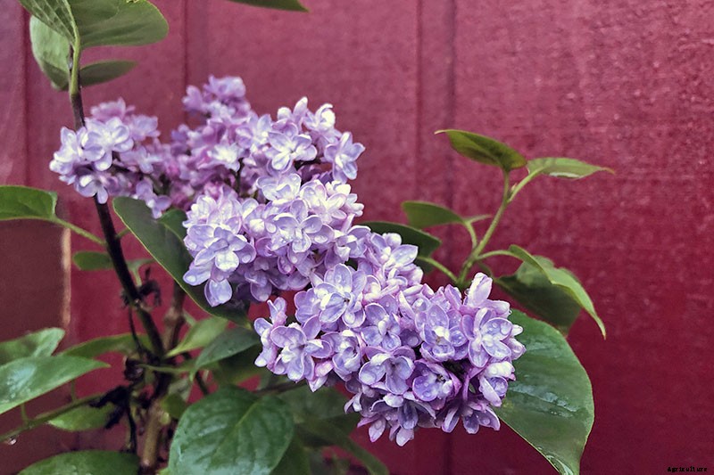 23 of the Best Lilac Varieties to Grow at Home