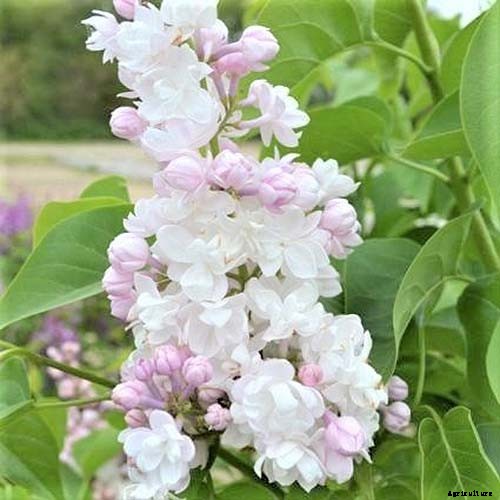23 of the Best Lilac Varieties to Grow at Home