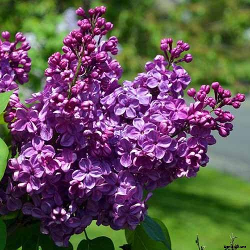 23 of the Best Lilac Varieties to Grow at Home