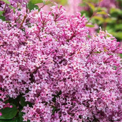 23 of the Best Lilac Varieties to Grow at Home