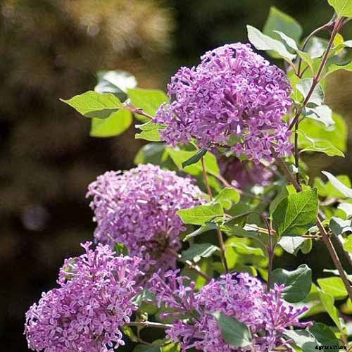 23 of the Best Lilac Varieties to Grow at Home