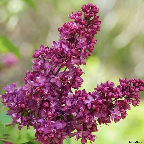 23 of the Best Lilac Varieties to Grow at Home