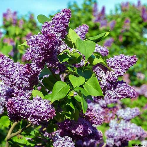 23 of the Best Lilac Varieties to Grow at Home