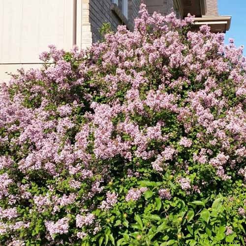 23 of the Best Lilac Varieties to Grow at Home