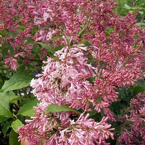 23 of the Best Lilac Varieties to Grow at Home