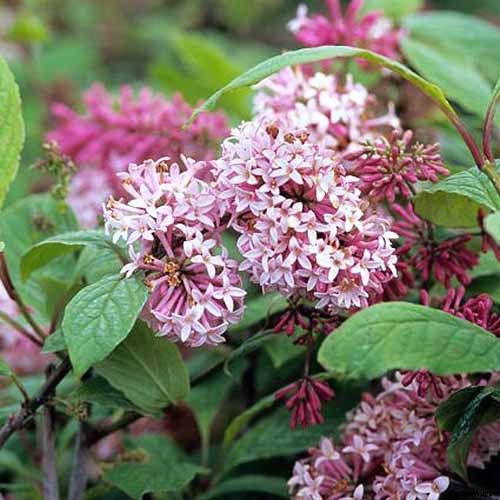 23 of the Best Lilac Varieties to Grow at Home