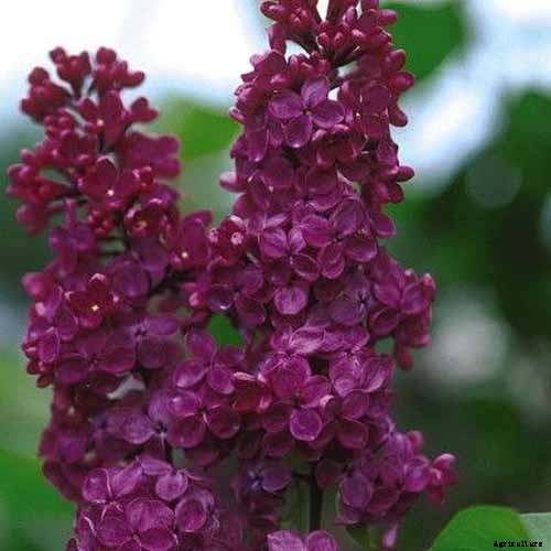 23 of the Best Lilac Varieties to Grow at Home