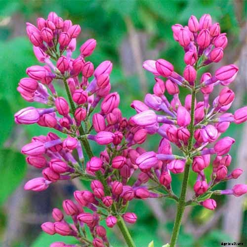 23 of the Best Lilac Varieties to Grow at Home