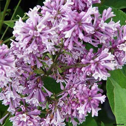 23 of the Best Lilac Varieties to Grow at Home