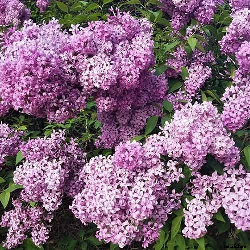 23 of the Best Lilac Varieties to Grow at Home