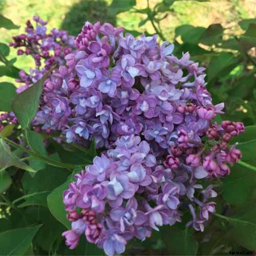 23 of the Best Lilac Varieties to Grow at Home