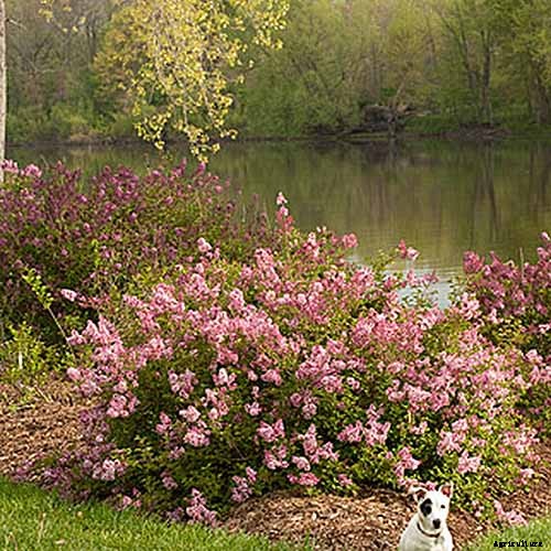 23 of the Best Lilac Varieties to Grow at Home