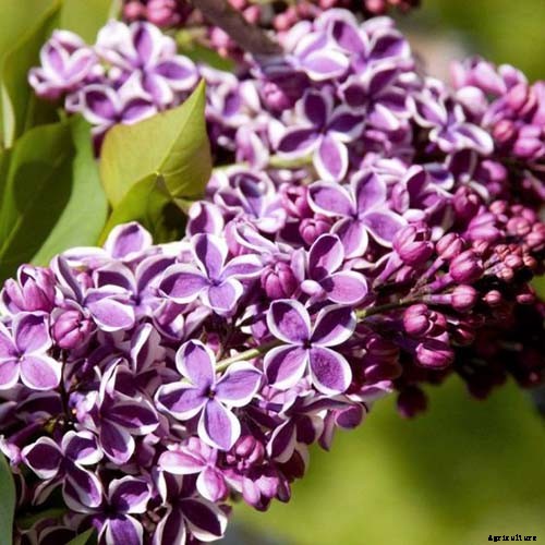 23 of the Best Lilac Varieties to Grow at Home