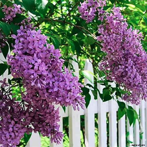23 of the Best Lilac Varieties to Grow at Home