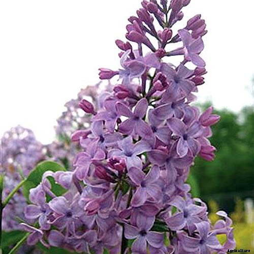 23 of the Best Lilac Varieties to Grow at Home