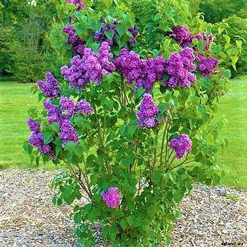 23 of the Best Lilac Varieties to Grow at Home
