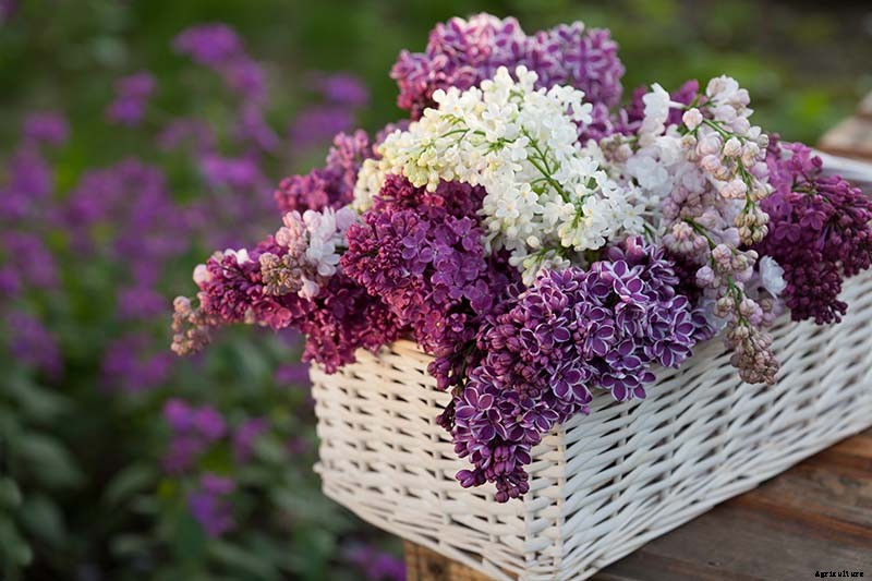 23 of the Best Lilac Varieties to Grow at Home