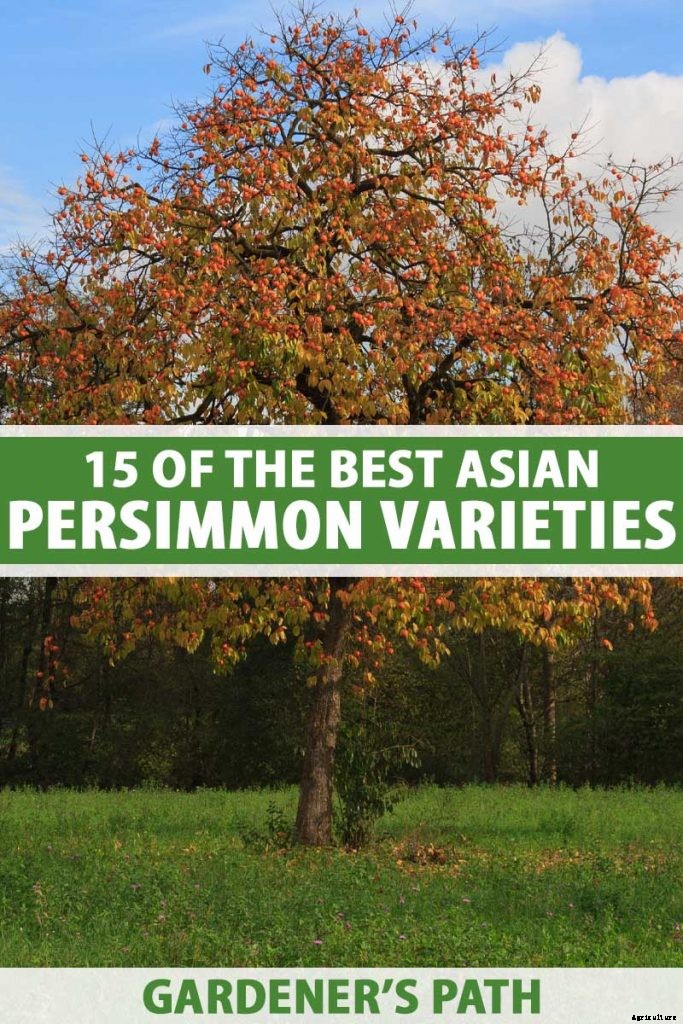 15 of the Best Asian Persimmon Varieties
