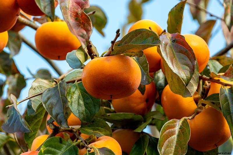15 of the Best Asian Persimmon Varieties