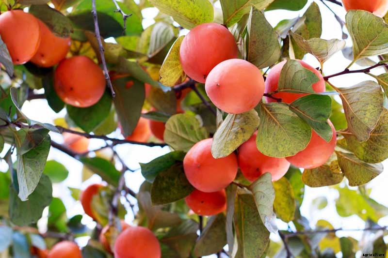 15 of the Best Asian Persimmon Varieties
