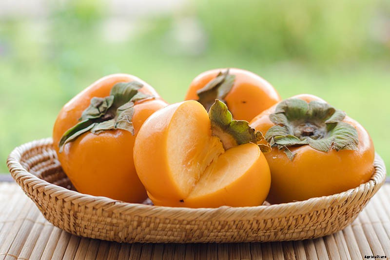 15 of the Best Asian Persimmon Varieties