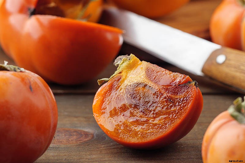 15 of the Best Asian Persimmon Varieties