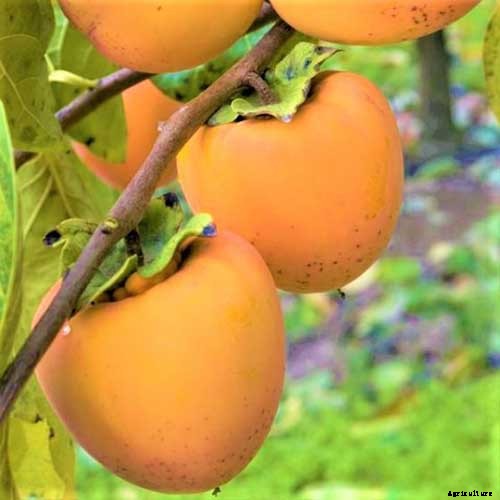 15 of the Best Asian Persimmon Varieties