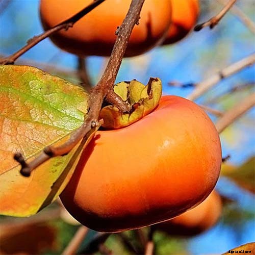 15 of the Best Asian Persimmon Varieties