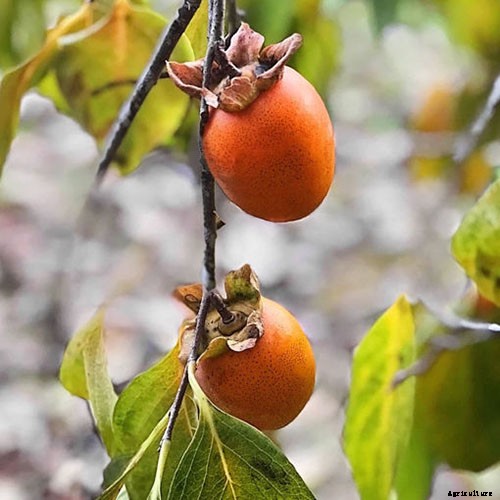 15 of the Best Asian Persimmon Varieties