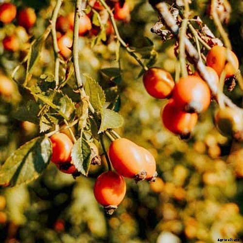 15 of the Best Asian Persimmon Varieties