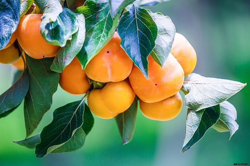 15 of the Best Asian Persimmon Varieties