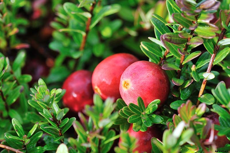 What Are the Health Benefits of Cranberries?