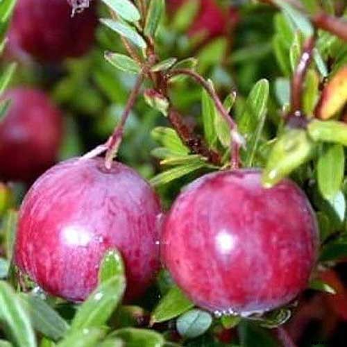 What Are the Health Benefits of Cranberries?