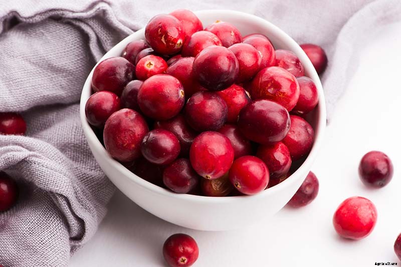 What Are the Health Benefits of Cranberries?