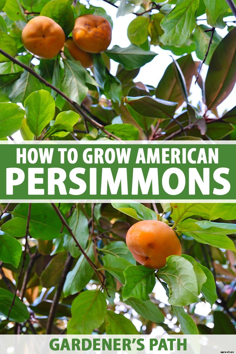 How to Grow American Persimmons