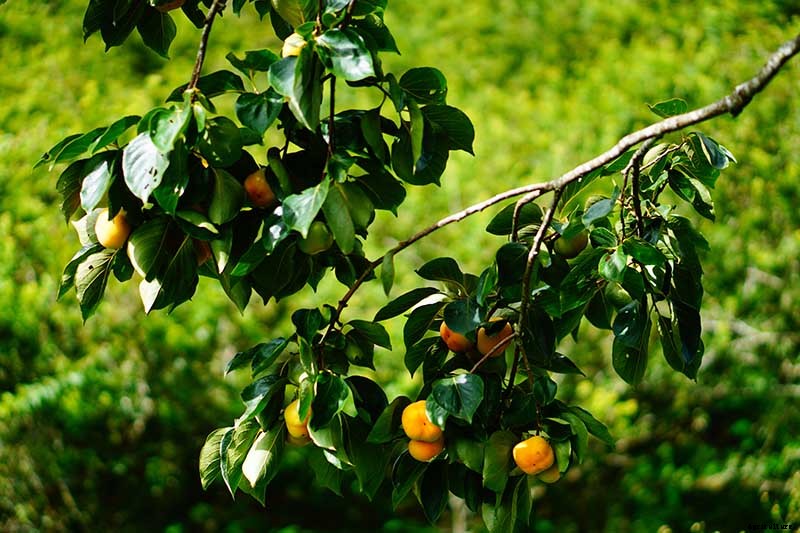 How to Grow American Persimmons
