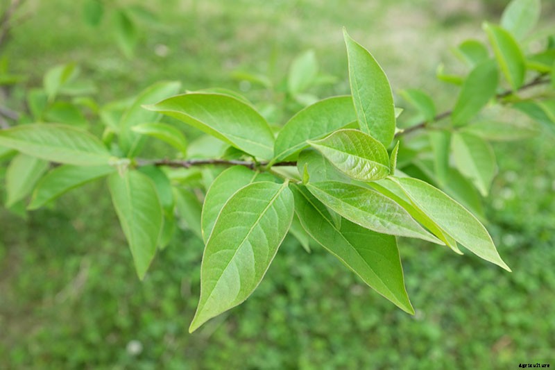 How to Grow American Persimmons