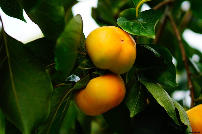 How to Grow American Persimmons