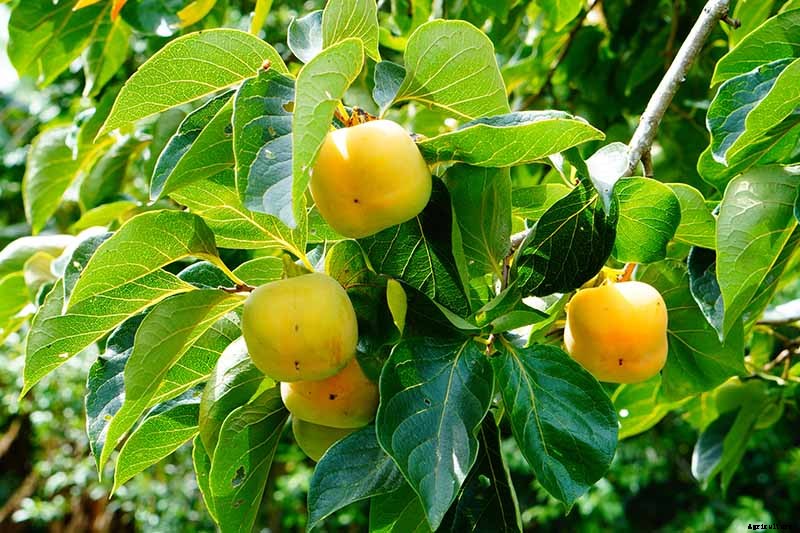 How to Grow American Persimmons