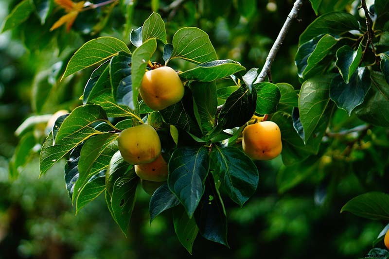 How to Grow American Persimmons