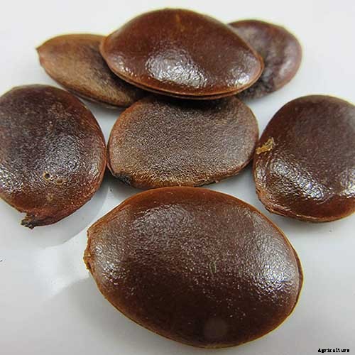 How to Grow American Persimmons