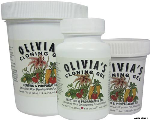 How to Grow American Persimmons