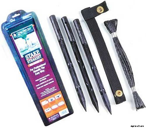 How to Grow American Persimmons