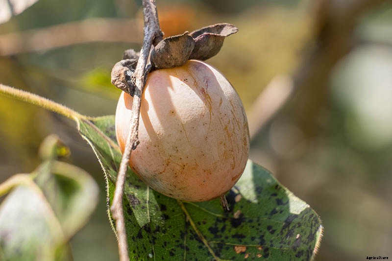 How to Grow American Persimmons
