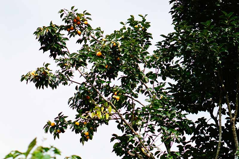 How to Grow American Persimmons