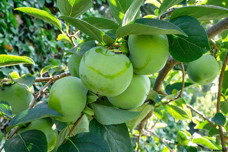 How to Grow American Persimmons