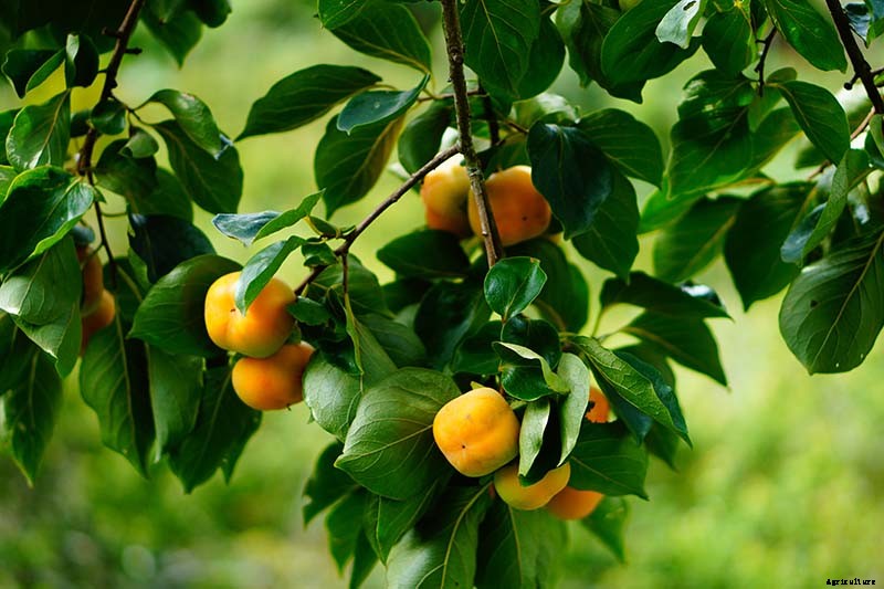 How to Grow American Persimmons