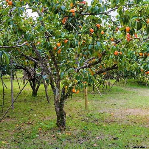 How to Grow American Persimmons
