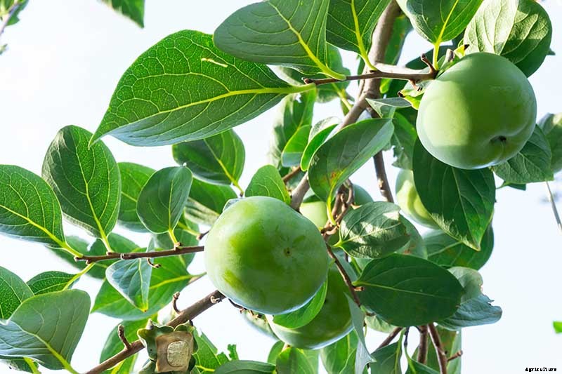 How to Grow American Persimmons