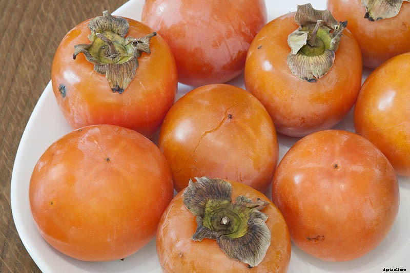 How to Grow American Persimmons